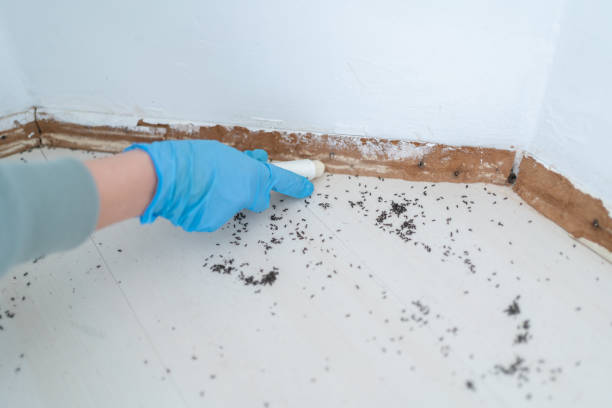 Best Flea Control Services  in Hutchison, VA